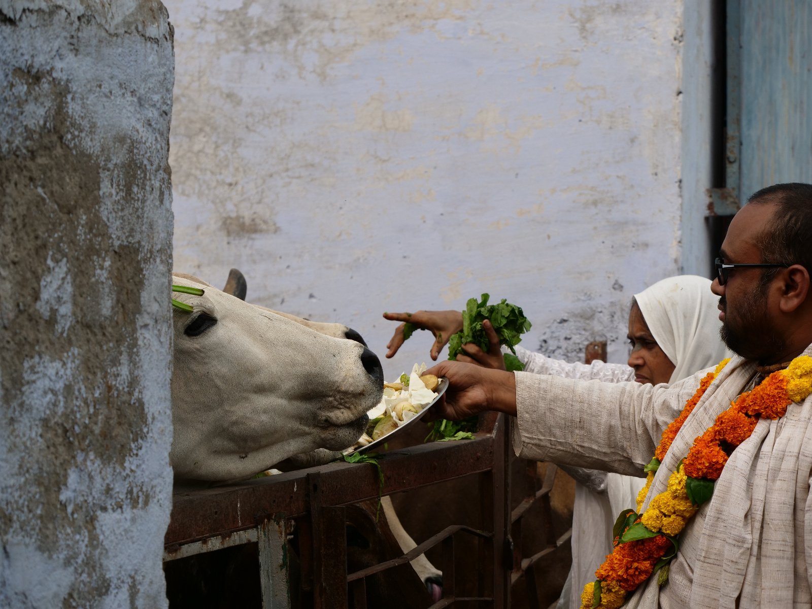  257 Gopashtami Radha kunda Govardhan 19.11.04